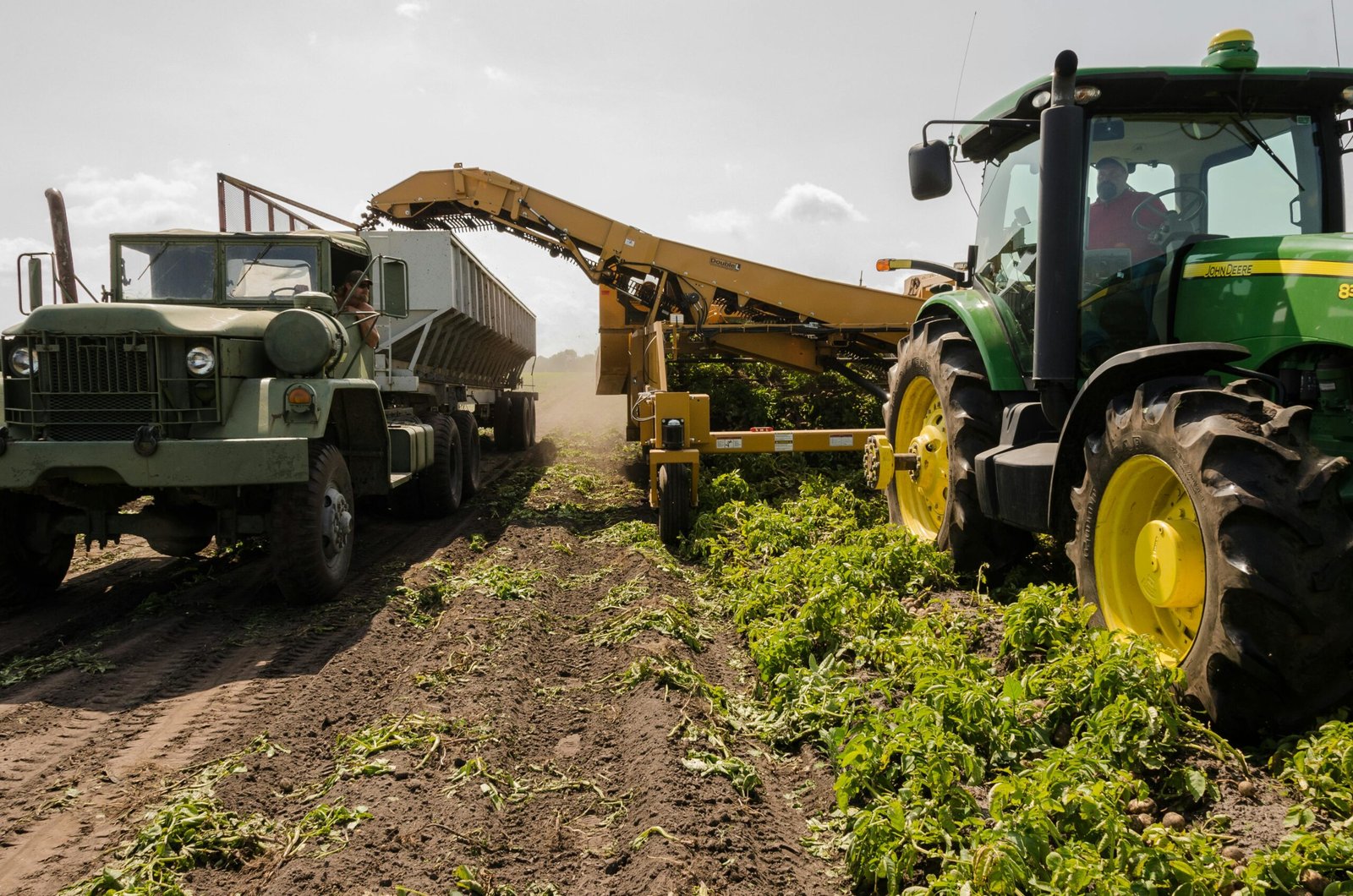 A tractor and truck collaborate in harvesting crops on a sunny farm field.
